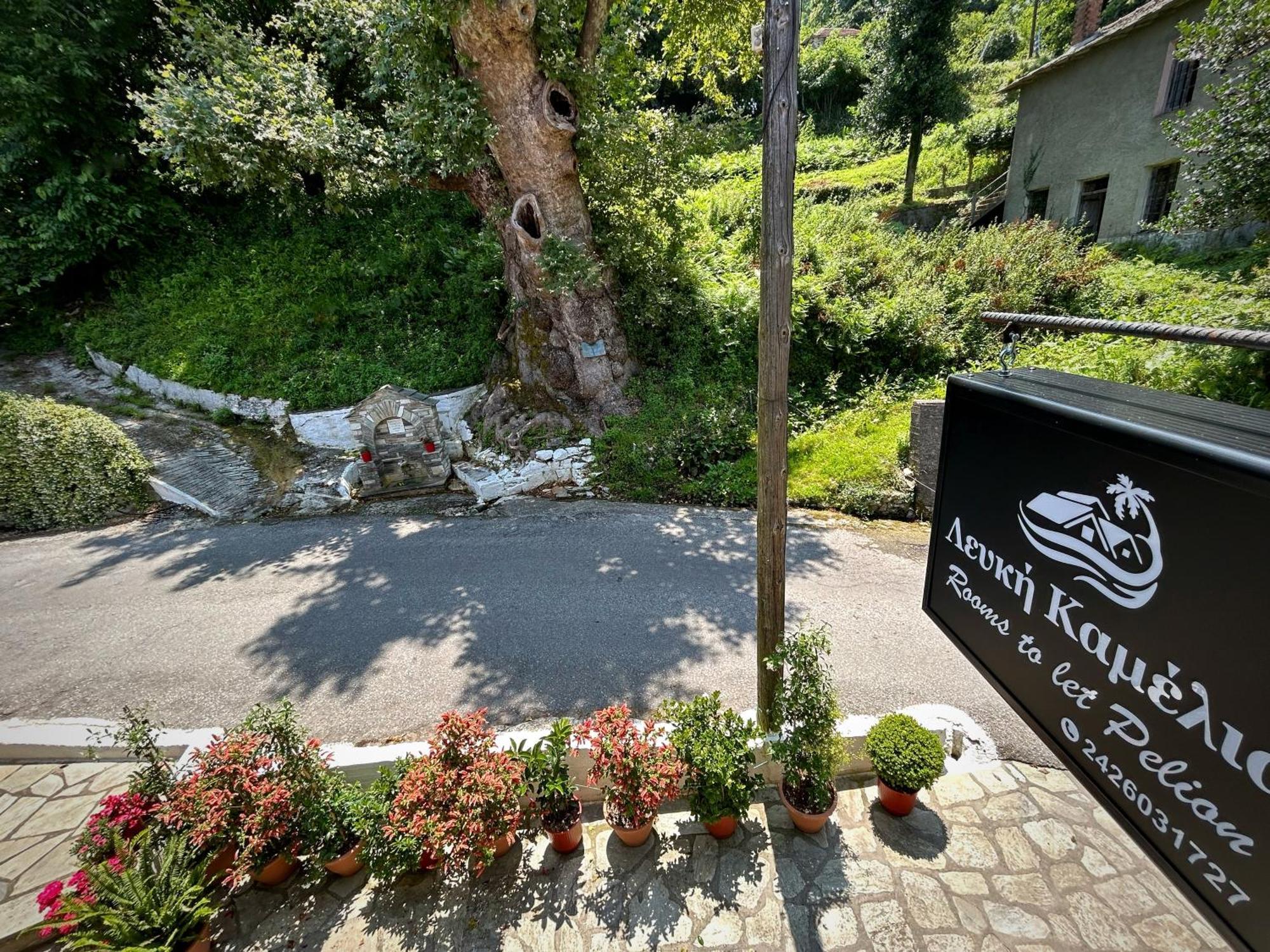 Λευκή Καμέλια Hotel Anilio Pelion Ngoại thất bức ảnh